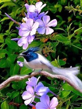 Meet your Posher, Susan